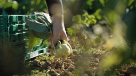 Restaurant Traube Blansingen Imagemoods bei der Arbeit im Betrieb Janne Kern, Film, Fotografie, Filmproduktion, Freiburg, Basel, Lörrach