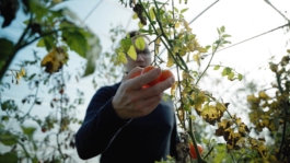 Restaurant Traube Blansingen Imagemoods bei der Arbeit im Betrieb Janne Kern, Film, Fotografie, Filmproduktion, Freiburg, Basel, Lörrach